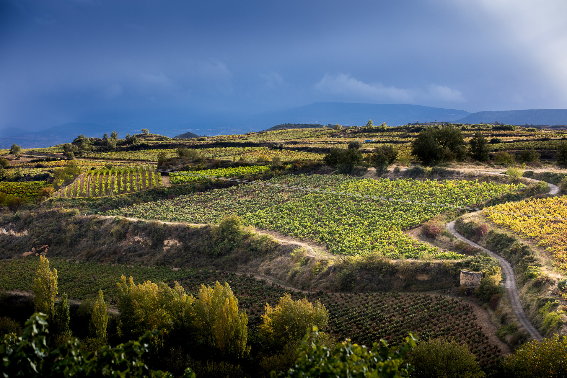 vinedo-altos-rioja