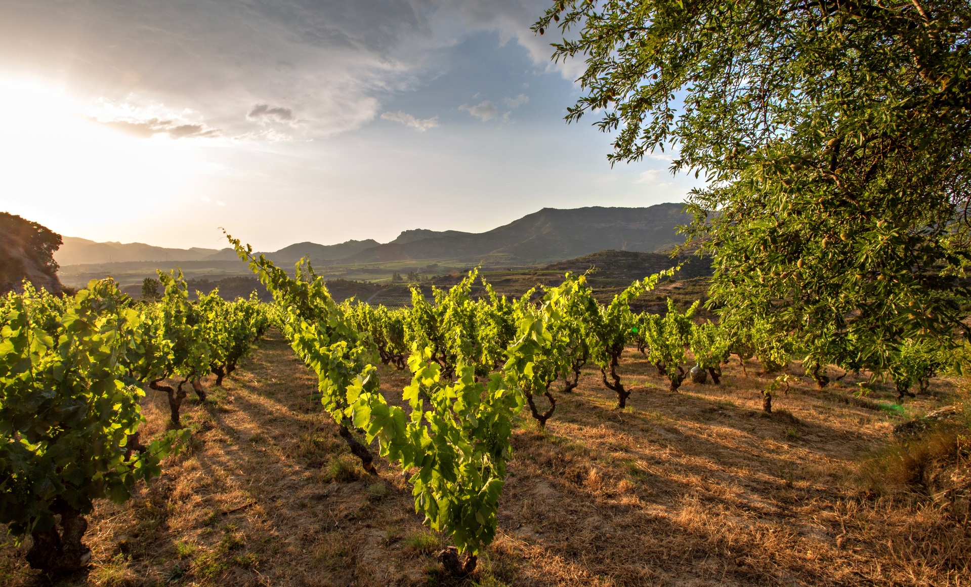 vinedo-bodegas-Tierra