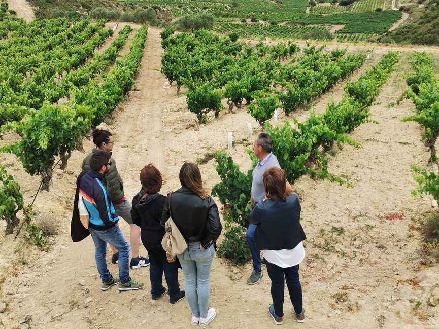 Bodegas-Loli-Casado-vinedo