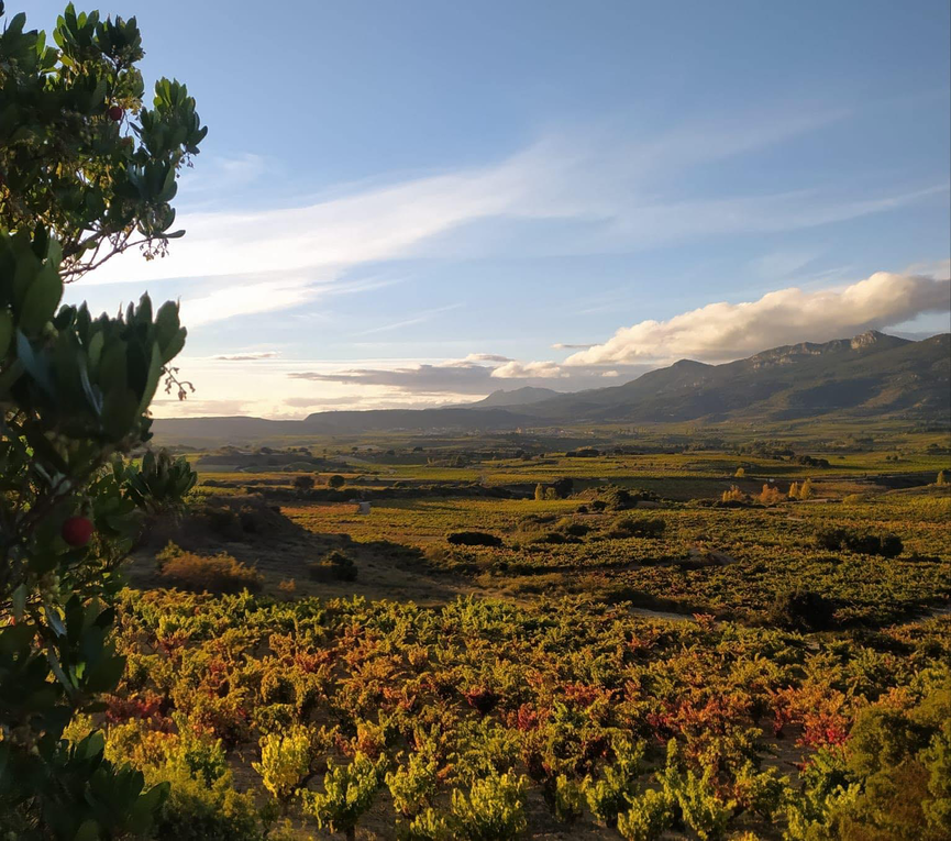 Frias del Val vinedo foto